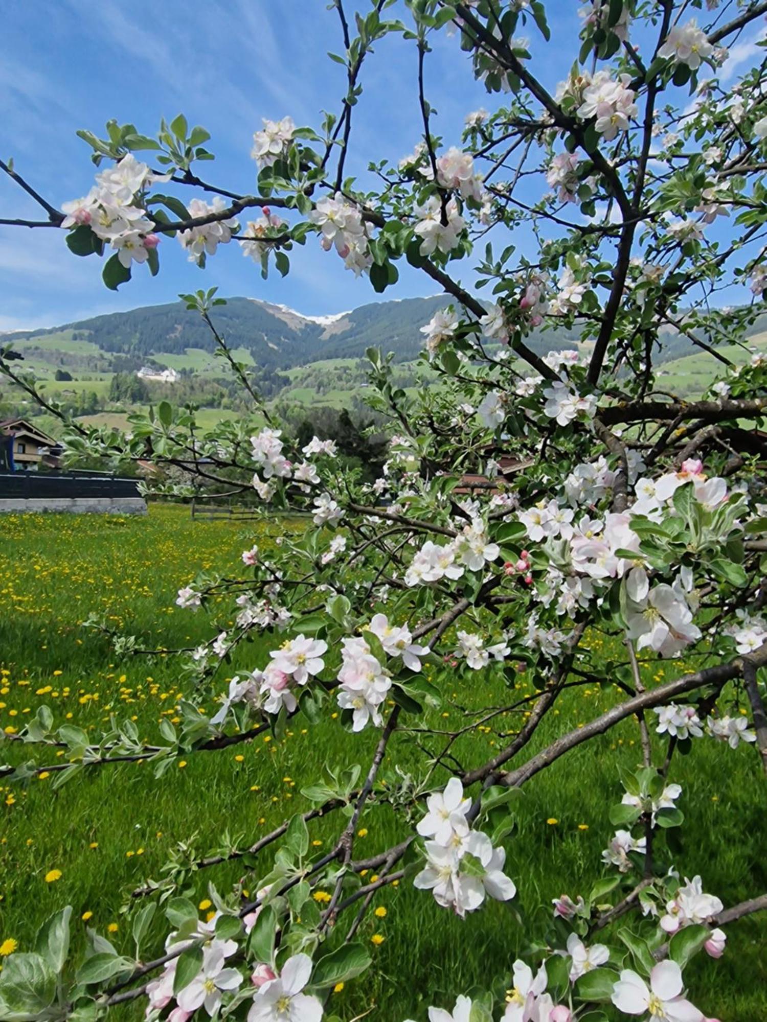 Golf & Mittersill: Slopeside Retreat With Sommercard * Mittersill